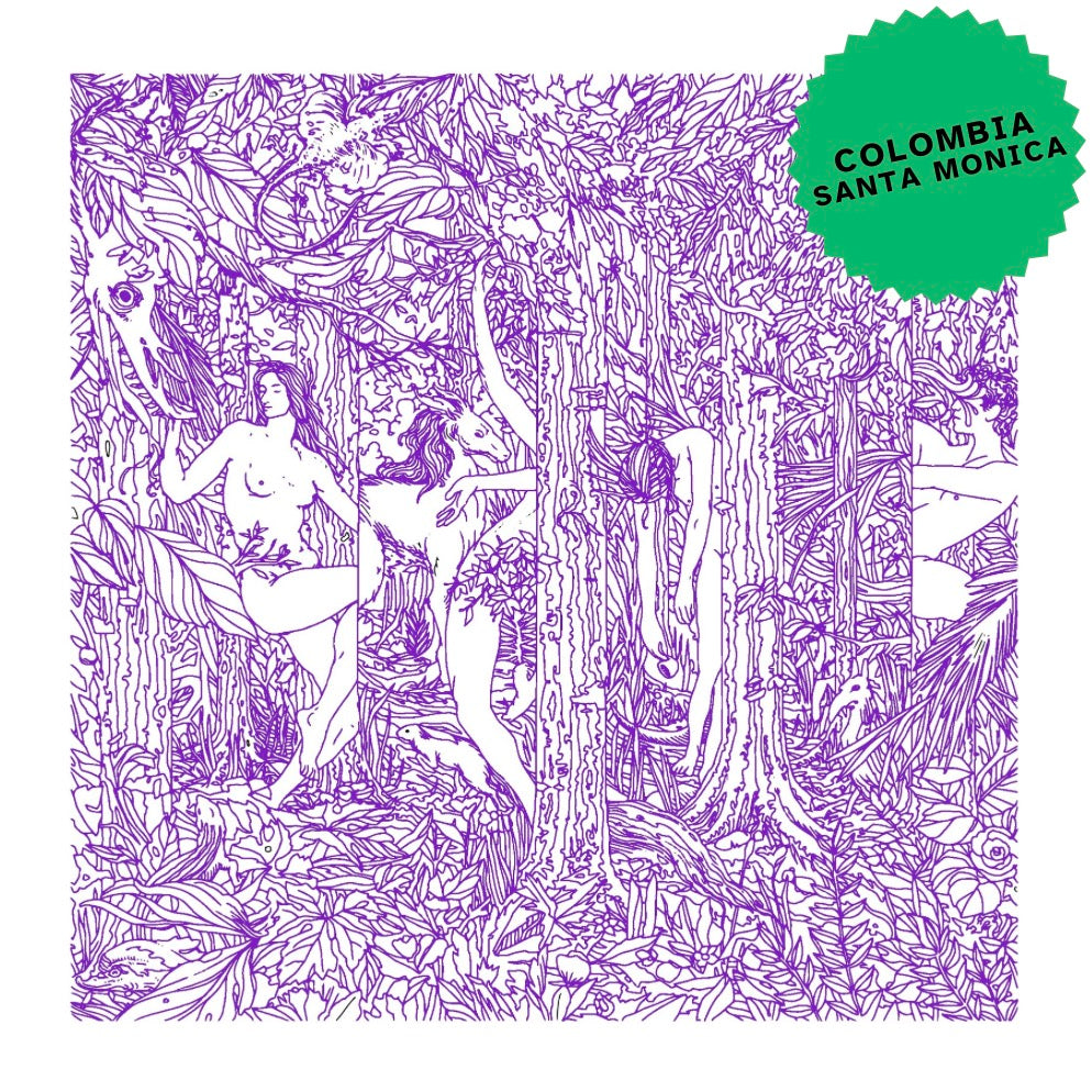 Colombia San Gabriel Bourbon Chiroso Washed